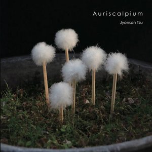 Image for 'Auriscalpium'