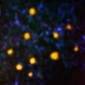 Image for 'Daemmerlicht'
