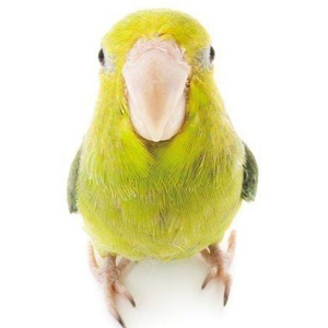 BorkoBlanko