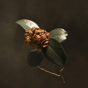Image for 'Young Sick Camellia'