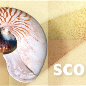 Image for 'scobel'