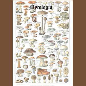 Bild för 'Assorted Mushrooms of New England'