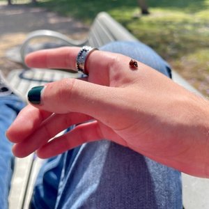 “The Bug Collector”的封面