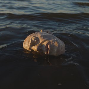 Image for 'true'