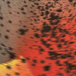 Image for 'Pareidolia III'