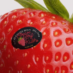 Image for 'Strawberry Rush'