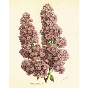 Изображение для 'The Lilac Bush'