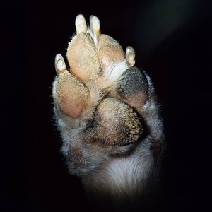 Image for 'Paw'