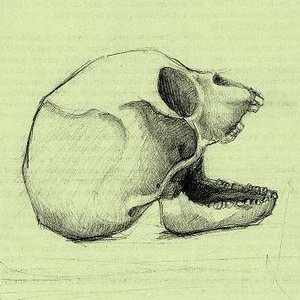 Image for 'Specii'