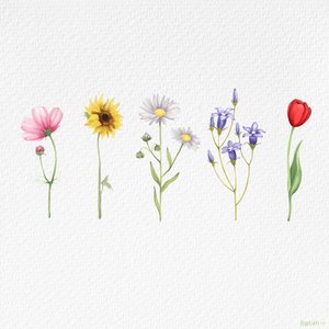 Image for 'wildflower'
