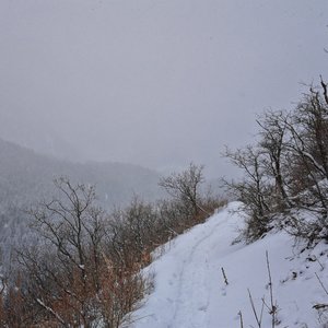 Image for 'The Quiet'