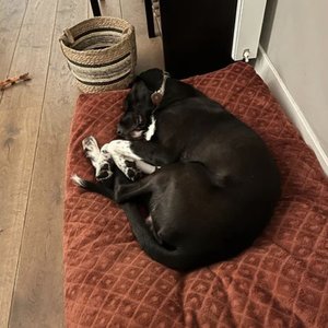 'Puppy Sleep'の画像