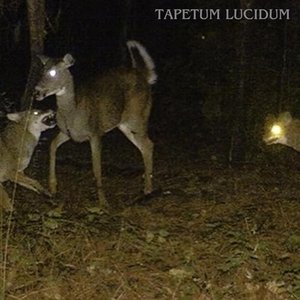 Image for 'Tapetum Lucidum'