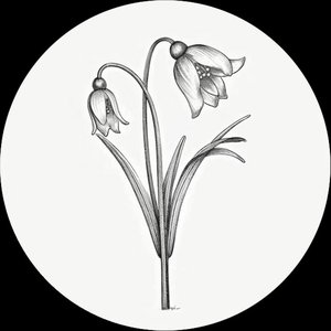 'Fleur d'Hiver' için resim