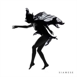 Image for 'Siamese'