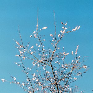 'Romanticising'の画像