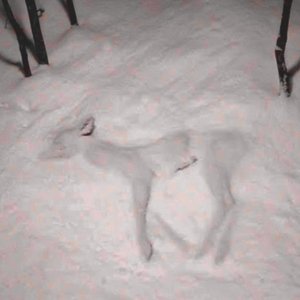Imagen de 'shattering animals'