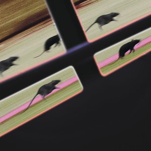 Image for 'Rat Race'