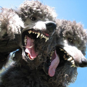 dokynsu
