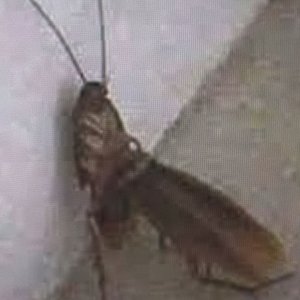 Image for 'Cucaracha Sexy'