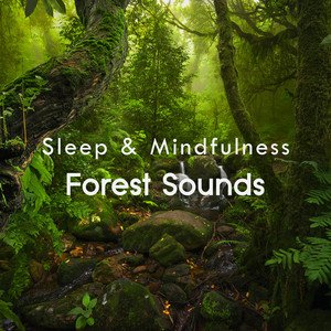 “Forest Sounds (Sleep & Mindfulness)”的封面