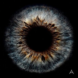 Image pour 'Apples of Thy Eye'