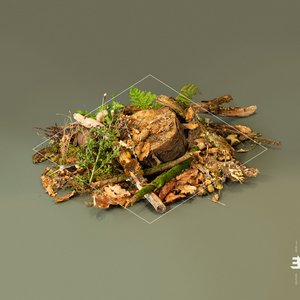 Image for 'Forest Floor'