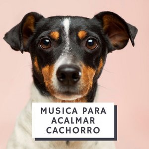 “Musica Para Acalmar Cachorro”的封面