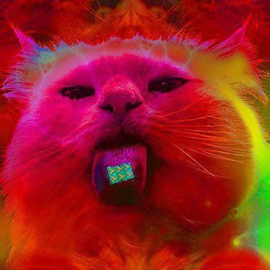 KittyCatOnAcid