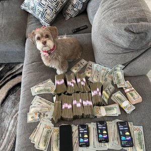 Image for 'Famous Scammer (Punchmade dev)'