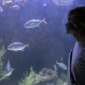 Изображение для 'chard la plaga'