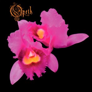 Bild för 'Orchid'