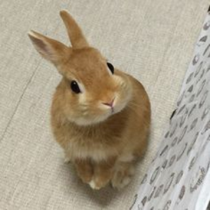 bunnie_130