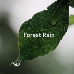 Image for 'Forest Rain'