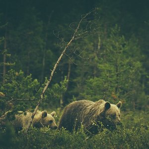 “Wildlife Addendum”的封面