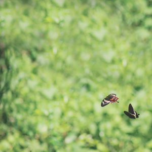 Image for 'Butterflies Over 72° North'