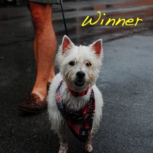 Image for 'Winner'