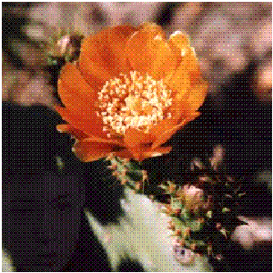“I, Cactus”的封面