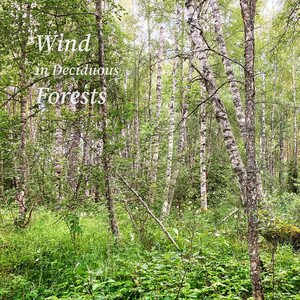 Image for 'Wind in Deciduous Forests'