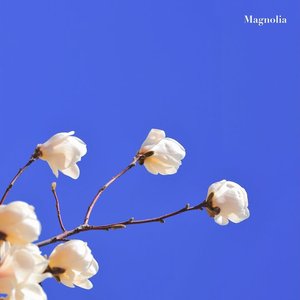 Image for 'Magnolia'