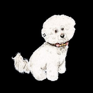 Image for 'Bichon Frise'