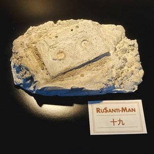 Immagine per 'ひと声の化石 / rebury'