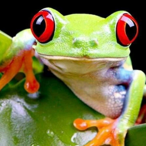 Vito_Vito