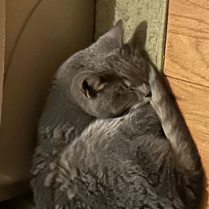 meoowzers