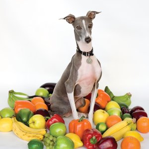 Bild för 'Excellent Italian Greyhound'