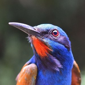 Zdjęcia dla 'Sonidos Mágicos de Aves Exóticas'