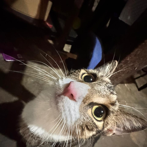 lani--