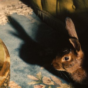 Image for 'Rabbits Can Swim'