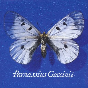 Image for 'Parnassius Guccinii'