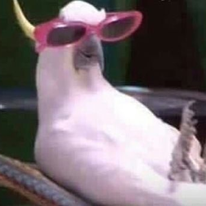 r4tl0rd